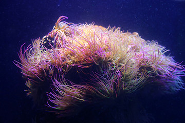 Image showing Marine animals closeup in aquarium
