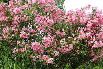 Image showing Flowering Oleander bush