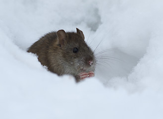 Image showing Brown rat in the snow