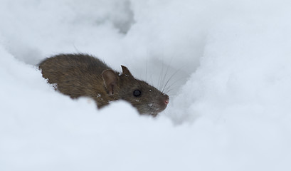 Image showing Brown rat in the snow