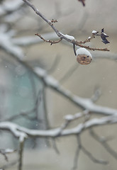 Image showing Ripe walnut on tree in winter