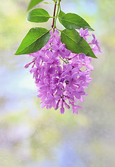 Image showing Macro image of spring lilac violet flowers