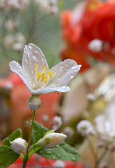 Image showing White jasmine flower and drops