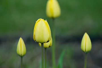 Image showing Close-up Tulip