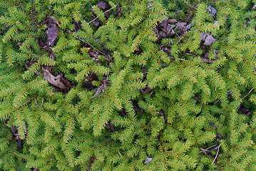 Image showing Pine Needle Background