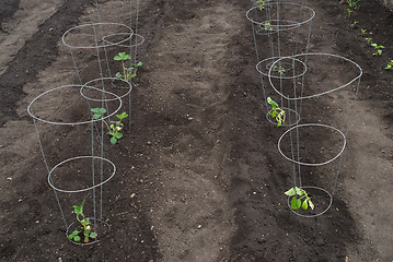 Image showing Newly Planted Garden