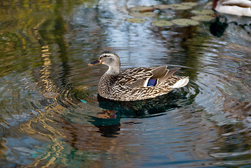 Image showing Malard Duck