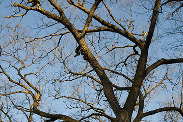 Image showing Spring Tree Canopy