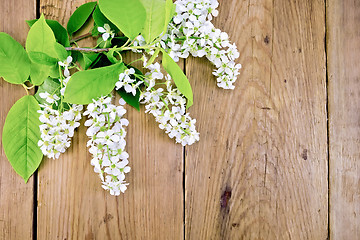 Image showing Bird cherry blossoming on board