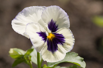 Image showing Pansy