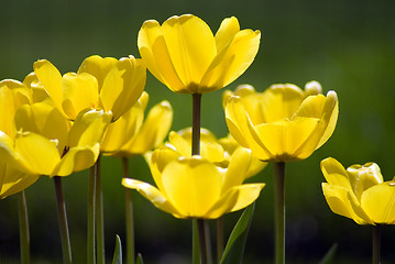 Image showing Yellow Tulips