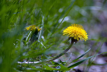 Image showing Dandelion