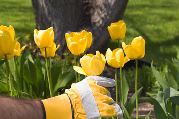 Image showing Gardening