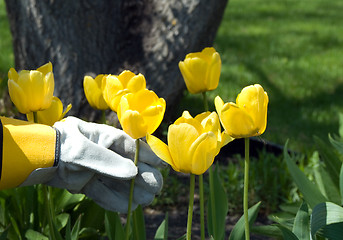 Image showing Gardener