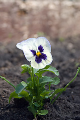 Image showing Single Pansy