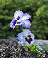 Image showing Planted Pansy