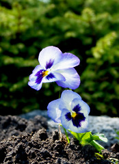 Image showing Saturated Pansy