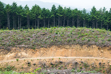 Image showing Natural landscape with field and forest