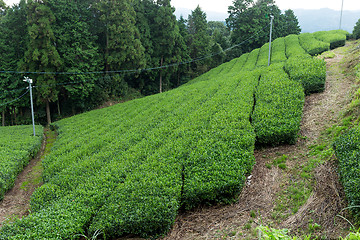 Image showing Fresh Green tea farm