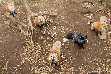 Image showing Many red fox looking for food