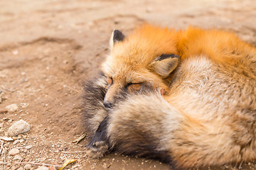 Image showing Red fox fall asleep