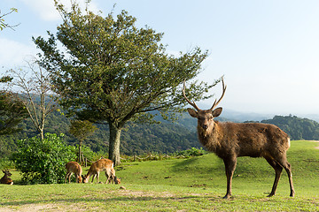 Image showing Stag deer on mountain