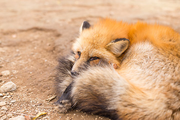 Image showing Sleepy fox