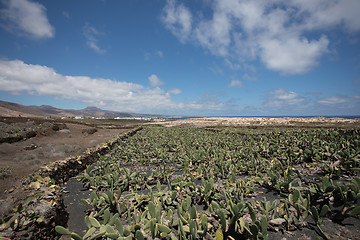 Image showing A large and important cactus plantation on Lanzarote.