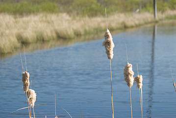 Image showing Exploded Cattail