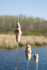 Image showing Swamp Land