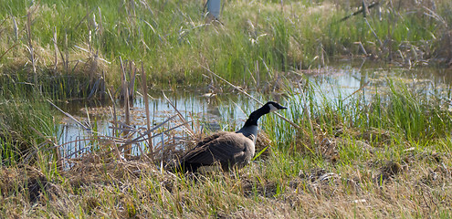 Image showing Canada Goose