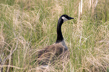 Image showing Canada Goose