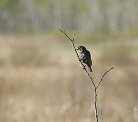 Image showing Small Bird