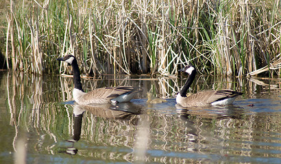 Image showing Canada Geese Family