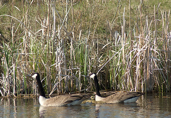 Image showing Canada Geese Newborns