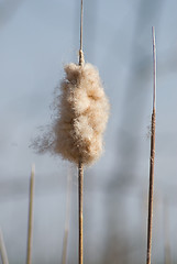 Image showing Cattail