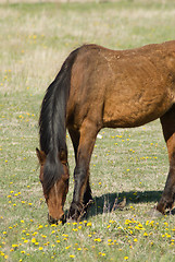 Image showing Grazing Horse