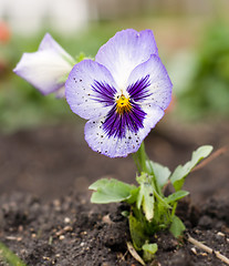 Image showing Close-up Pansy