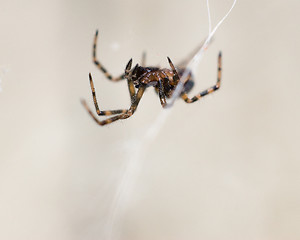 Image showing Macro Spider