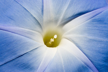 Image showing Macro Morning Glory