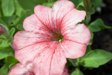 Image showing Soft Pink Flower