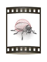Image showing Ladybird on a white background. 3D illustration.. The film strip