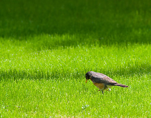 Image showing Small Bird