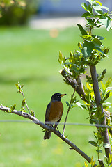 Image showing Robin
