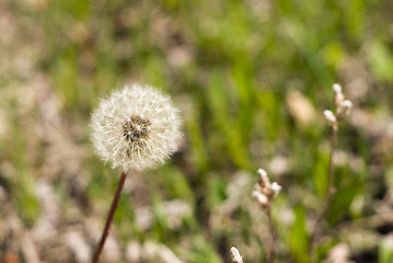 Image showing Dandelion Seeds