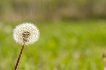 Image showing Dandelion Seeds