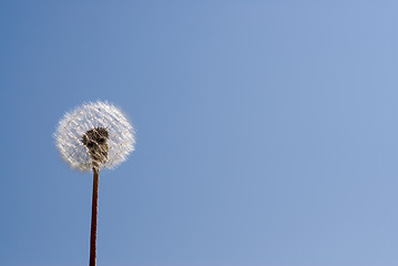 Image showing Dandelion Seeds