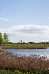 Image showing Wetlands