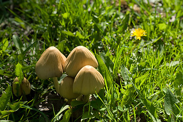 Image showing Wild Mushrooms