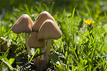 Image showing Wild Fungus